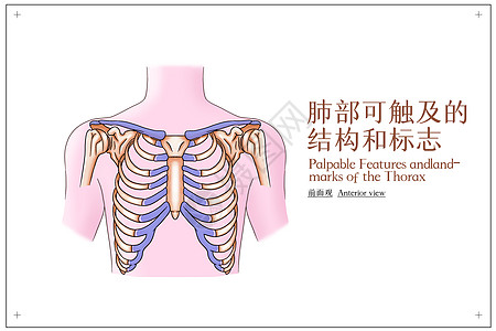 胸部可触及的结构和标志前面观医疗插画高清图片