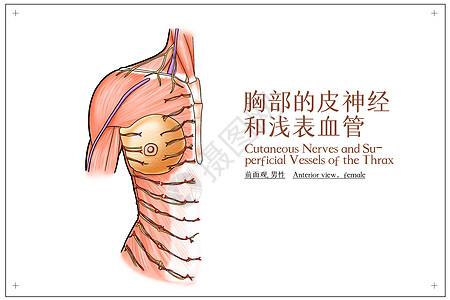 胸部的皮神经和浅表血管前面观男性医疗插画图片