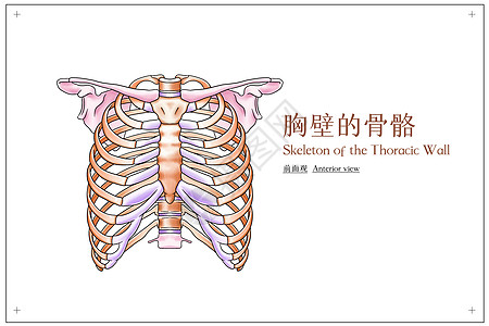 胸壁的骨骼前面观医疗插画图片