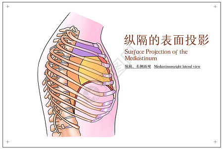 纵隔的表面投影右侧面观医疗插画图片