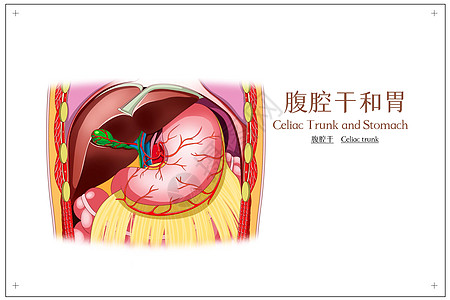 腹腔干和胃腹腔干医疗插画背景图片