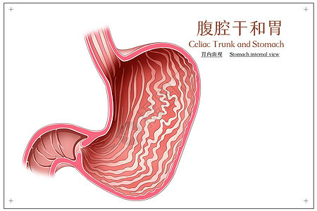 腹腔干和胃胃内面观医疗插画图片