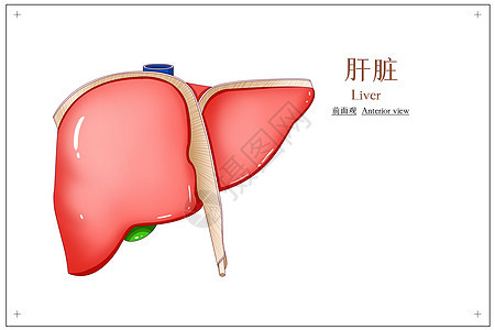 肝脏前面观医疗插画图片