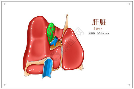 肝脏底面观医疗插画内脏高清图片素材