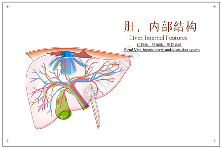 肝内部结构门静脉肝动脉胆管系统医疗插画高清图片