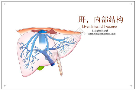 静脉产业园肝内部结构门静脉和肝静脉医疗插画插画