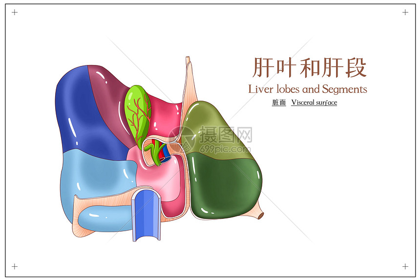 肝叶和肝段脏面医疗插画