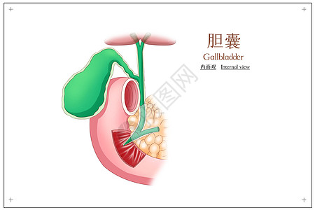 胆囊内面观医疗插画内面高清图片