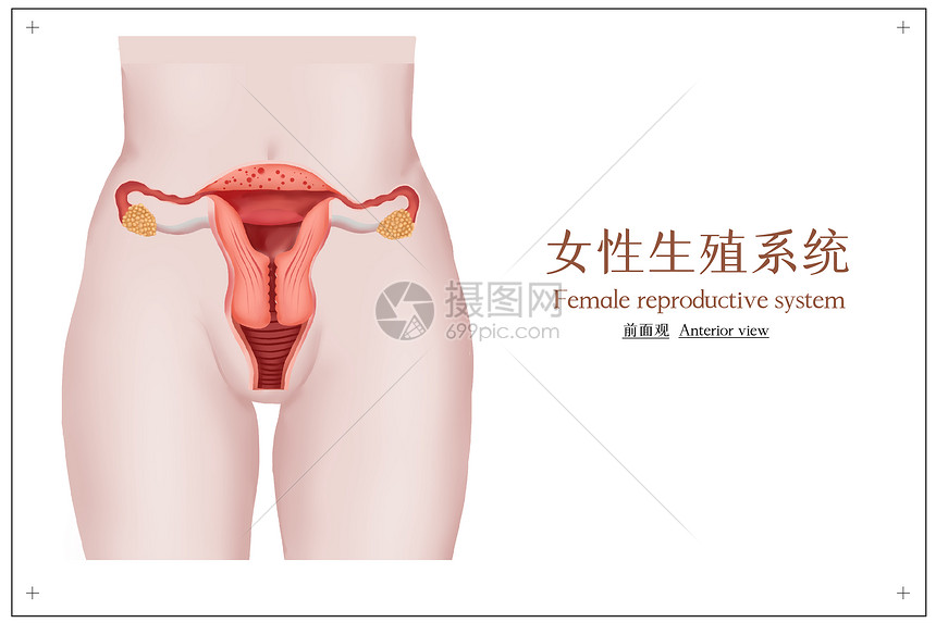 女性生殖性系统医学插画图片