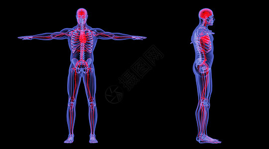人类心脏X光人体循环系统设计图片