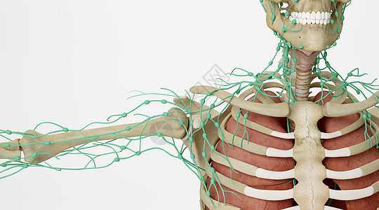 人体淋巴系统场景图片