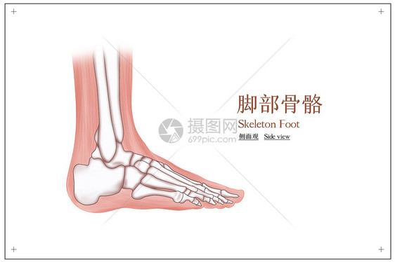 脚侧面骨骼结构图片
