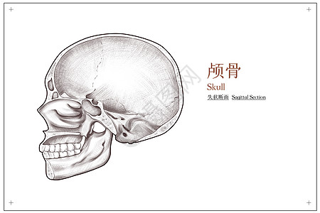 头部颅骨矢量断面医疗插画高清图片