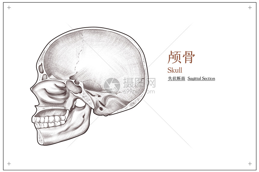 头部颅骨矢量断面医疗插画
