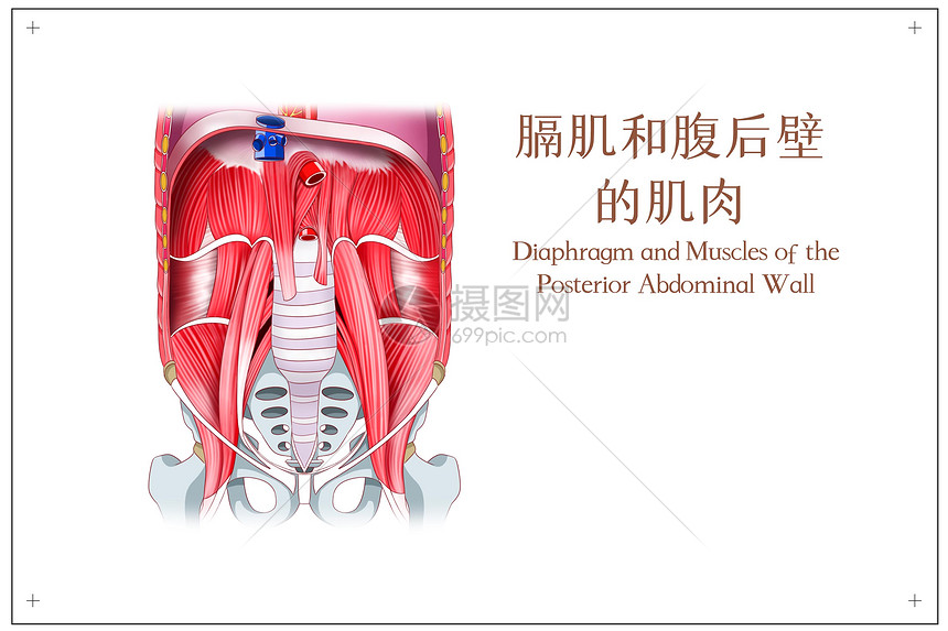 膈肌和腹后壁的肌肉医疗插画