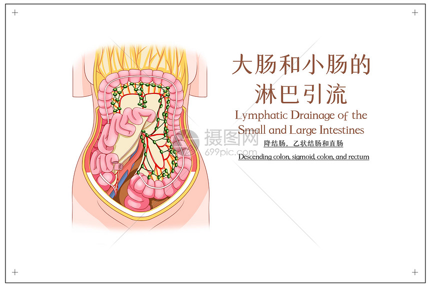 大肠和小肠的淋巴引流降结肠乙状结肠和直肠医疗插画