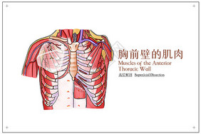 胸前壁的肌肉浅层解剖医疗插画医学高清图片素材