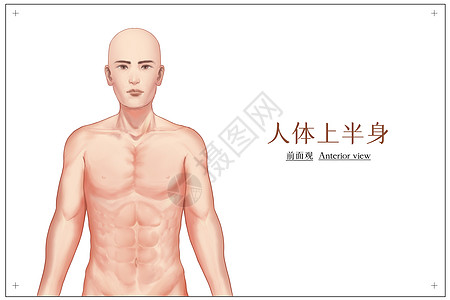 男性腹肌人体上半身正面观医疗插画插画