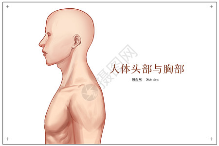 人体头部与胸部侧面观医疗插画背景图片
