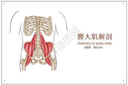 医疗腰大肌插画图片