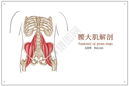 医疗腰大肌插画图片