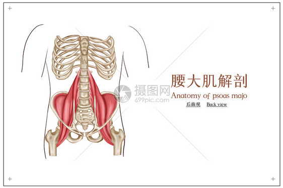 医疗腰大肌插画图片