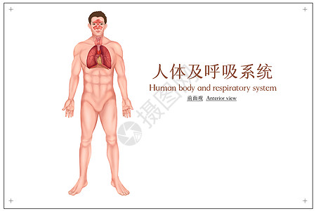 医学教育人体呼吁系统医疗插画插画