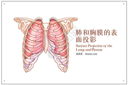 肺和胸膜的表面投影前面观医疗插画图片