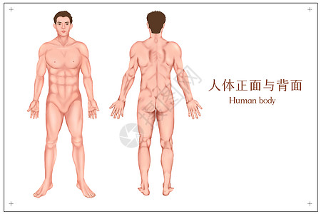 医学教育男人体医疗插画插画