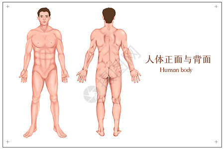 男人体医疗插画图片