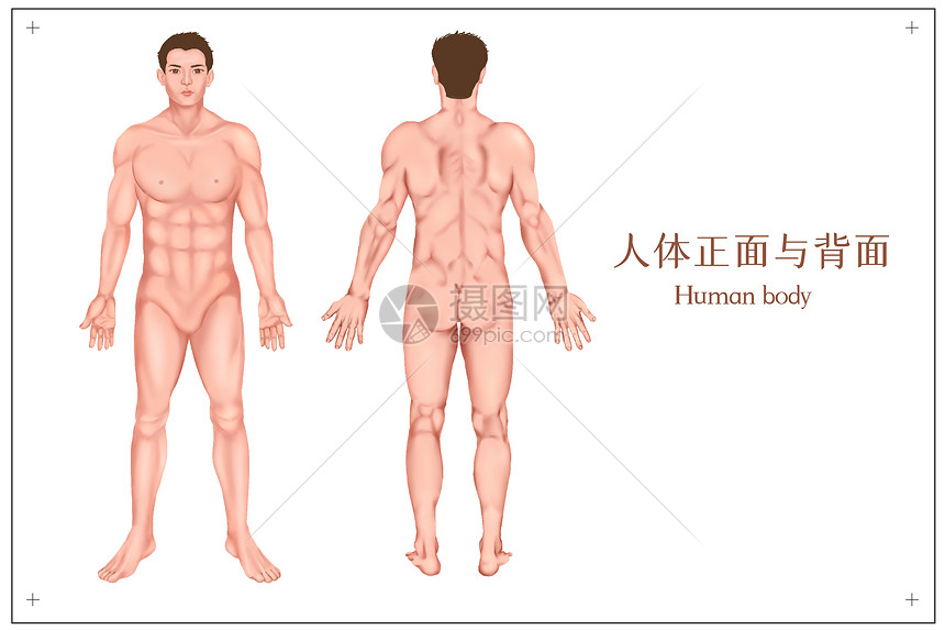 男人体医疗插画图片