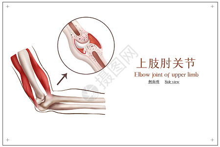 上肢肘关节医疗插画高清图片