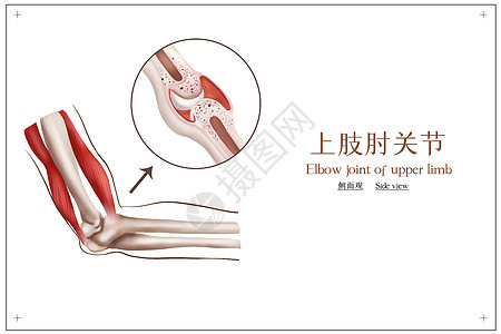 上肢肘关节医疗插画图片