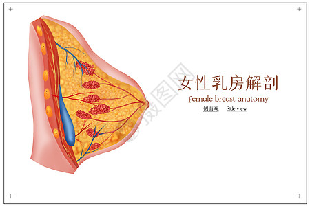 女性乳房解剖医学插画高清图片