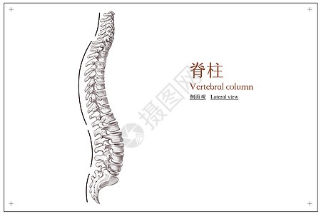 脊柱侧面观医疗插画图片