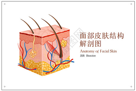 美容整形背景面部皮肤结构解剖图插画