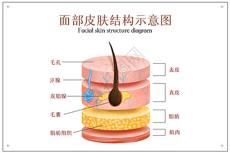 美容整形背景皮肤结构分层示意图插画