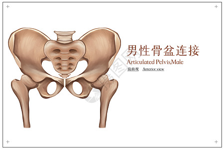 男性骨盆连接前面观医疗插画图片