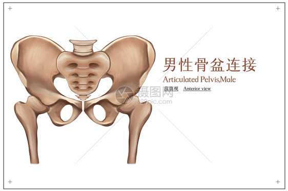 男性骨盆连接前面观医疗插画图片