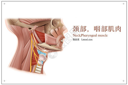 颈部咽部肌肉侧面观医疗插画图片