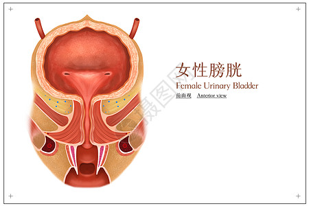 女性膀胱前面观医疗插画图片