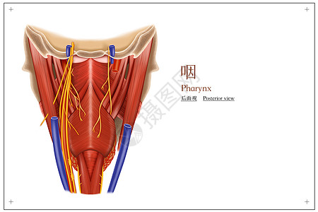 咽后面观医疗插画图片