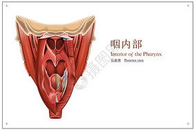 咽内部后面观医疗插画咽喉炎高清图片素材