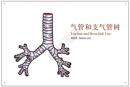 气管和支气管树前面观医疗插画图片