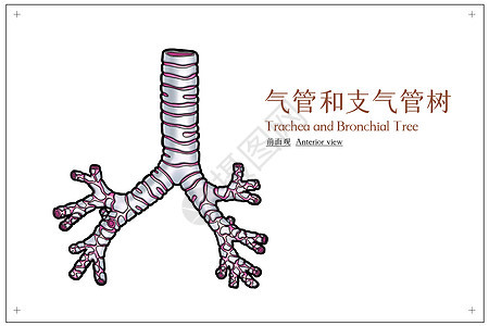 气管和支气管树前面观医疗插画