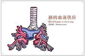 肺的血液供应医疗插画动脉高清图片素材