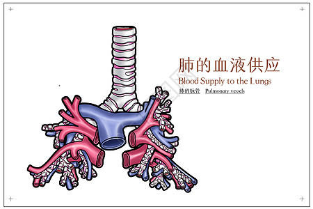 肺的血液供应医疗插画图片