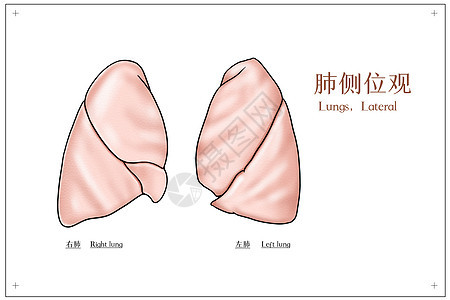肺侧位观医疗插画图片