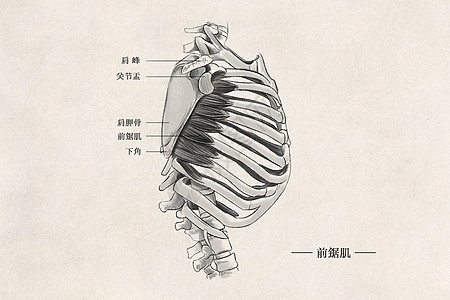 人体胸部肌肉组织图片