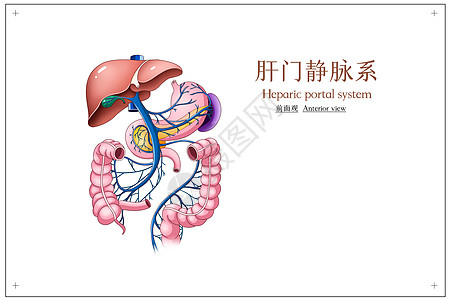 肝门静脉系前面观医疗插画图片